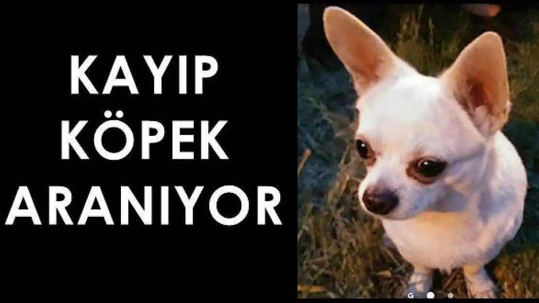 Kayıp Köpek Puli aranıyor