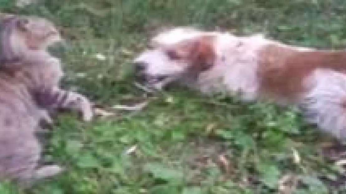 Kedi ile köpeğin sevimli oyunu görenleri şaşırtıyor
