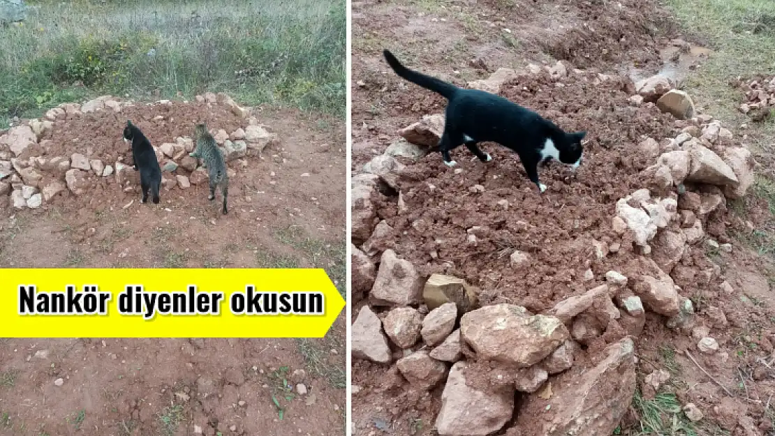 Kedilere nankör diyenler utansın