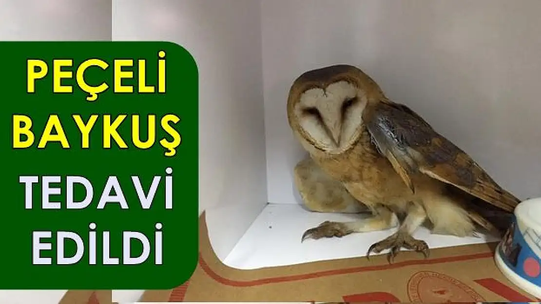 Kendini bilmez avcıların marifeti