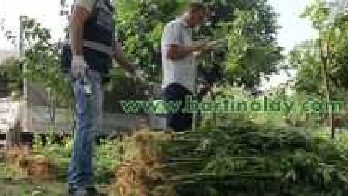 KENEVİR EKTİKLERİ ARAZİDE YAKALANDILAR