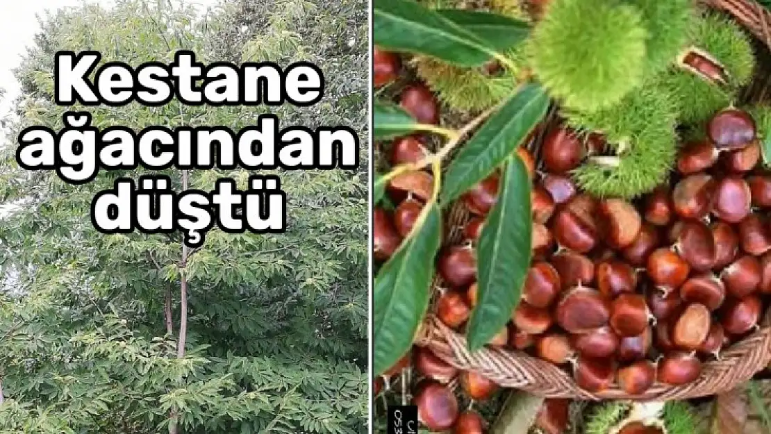 Kestane toplarken canından oldu