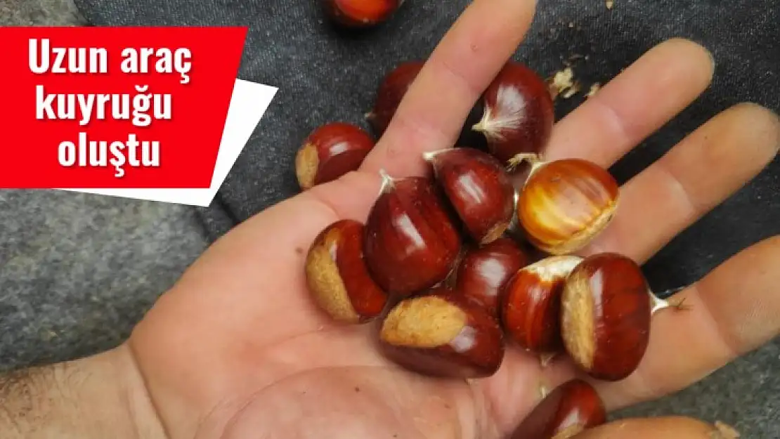 Kestane toplayanlar oraya akın ediyor
