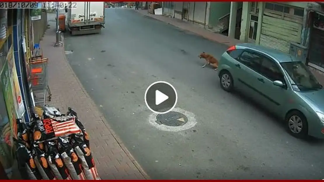 Köpeğe çarptı, oralı bile olmadı