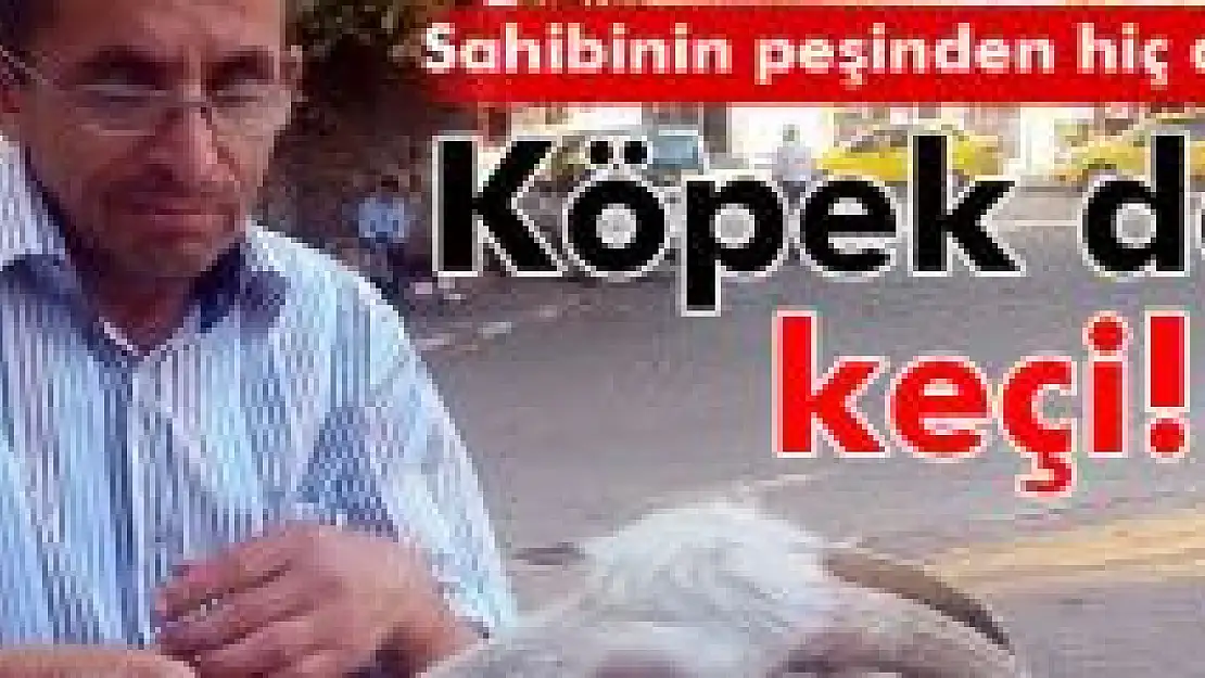 Köpek gibi eğittiği keçisi, yanından hiç ayrılmıyor
