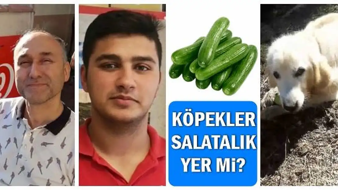 Köpekler salatalık yer mi diye sorduk