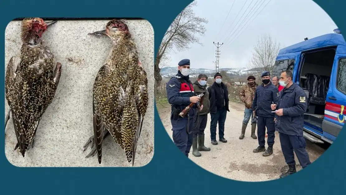 Koruma altındaki kuşları vurdular