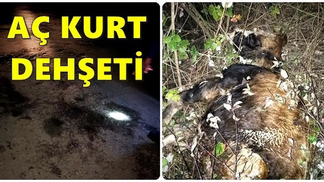 Köylerde aç kurt dehşeti sürüyor
