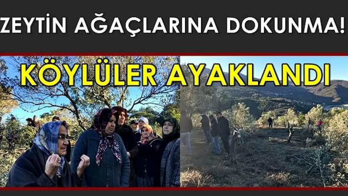 Köylüler zeytin ağaçları için ayaklandı