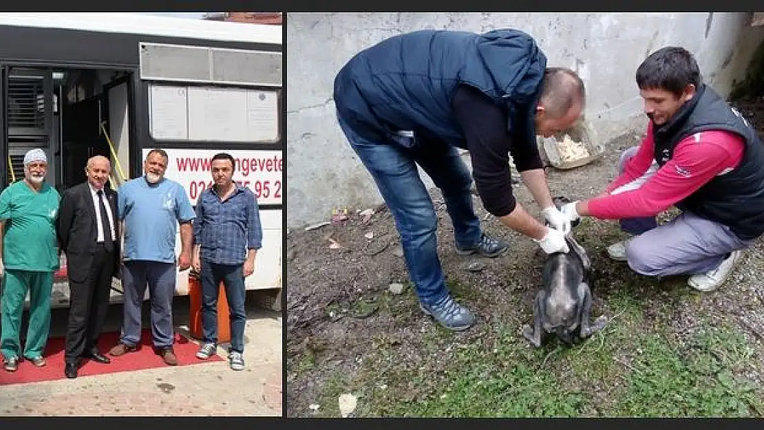 Kozcağız Belediyesinden, Sokak Köpeklerine Özel Bakım