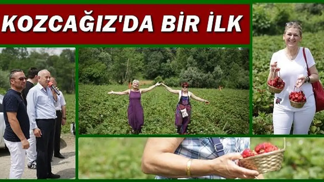 Kozcağız'da Çilek Hasadı Şenliği