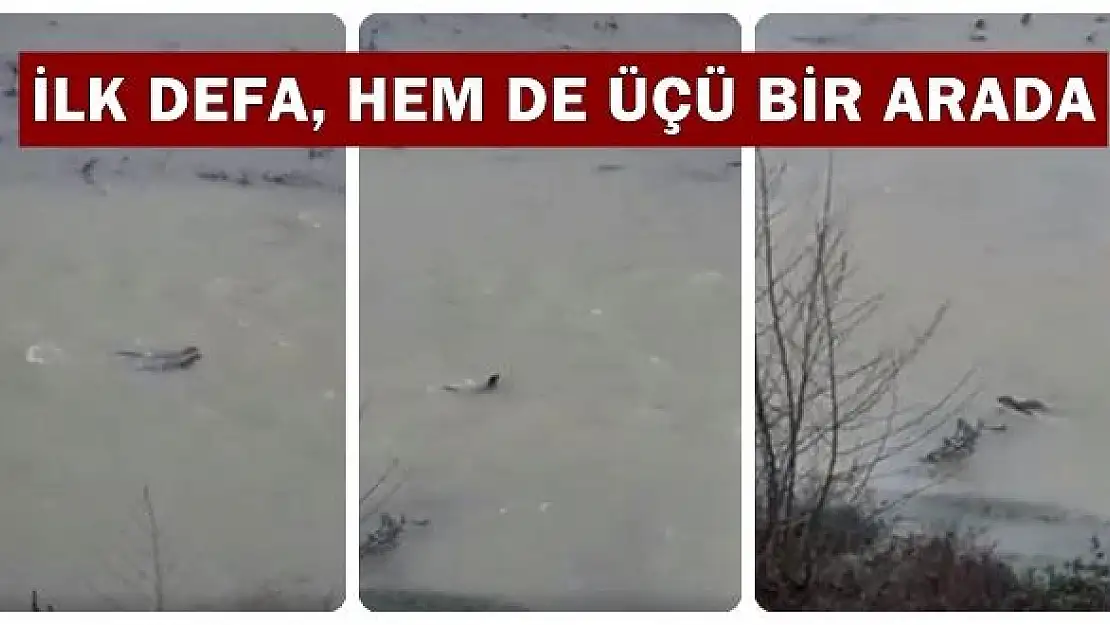 Kozcağız'da ilk kez görüntülendi