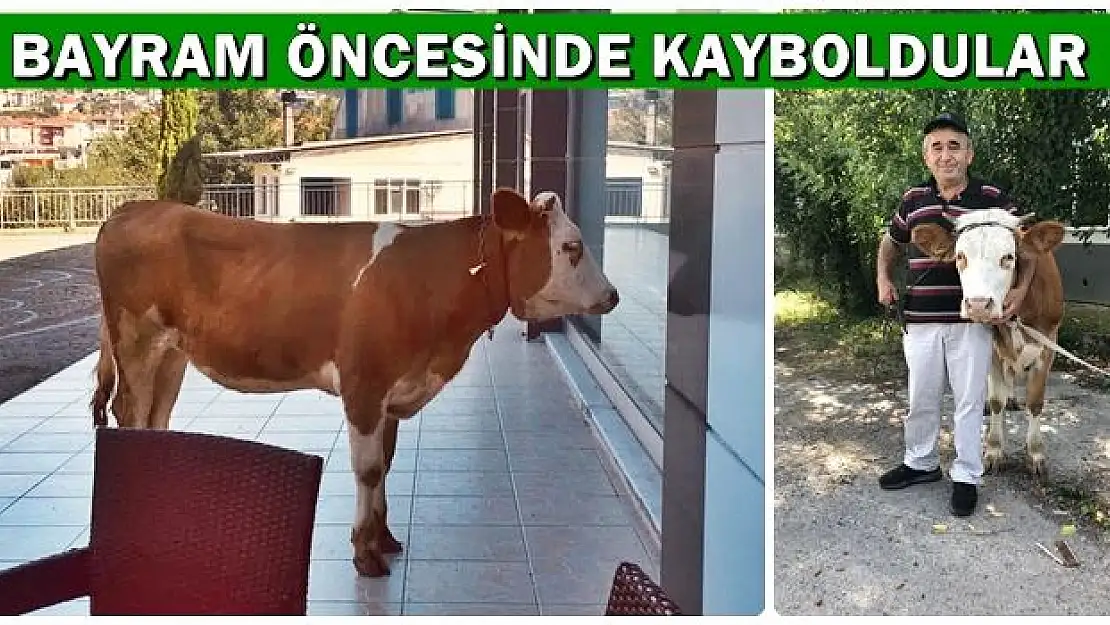 Kurban bayramı öncesi ortadan kayboldular