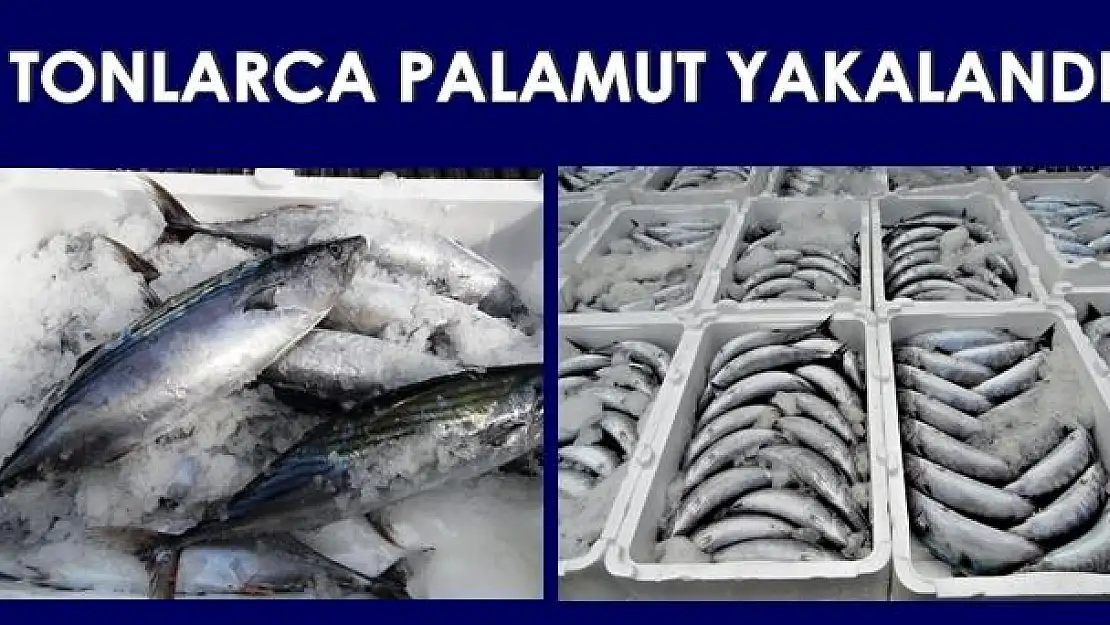 Kurucaşile'de Palamut Bereketi