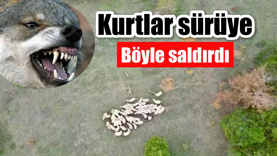 Kutlar koyun sürüsüne böyle saldırdı