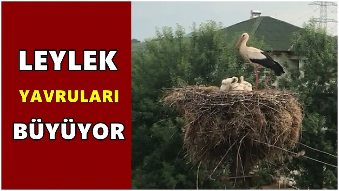 Leylek yavruları yumurtadan çıktı