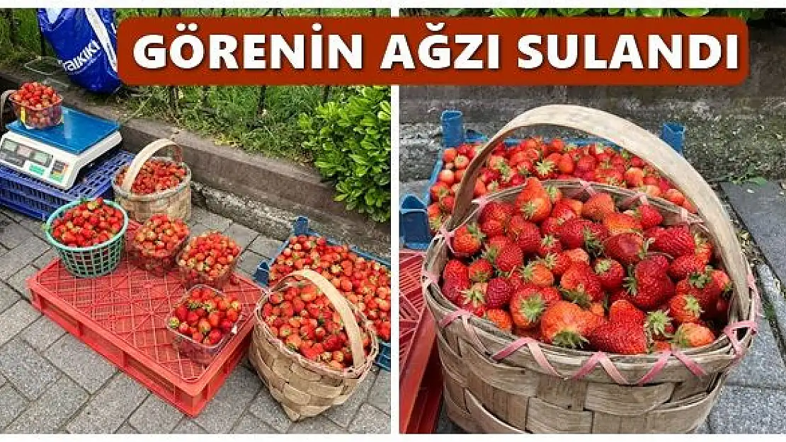 Lezzeti, kokusu ile meşhur Bartın çileği 