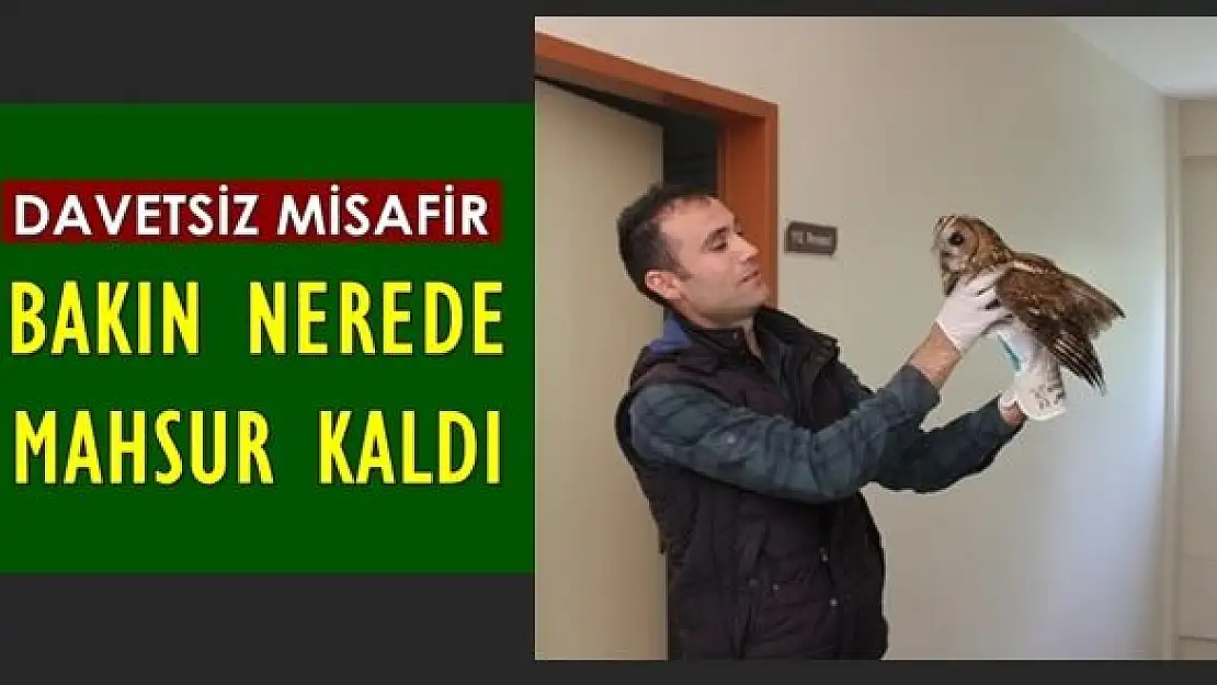 Mahsur Kalan Baykuş Kurtarıldı