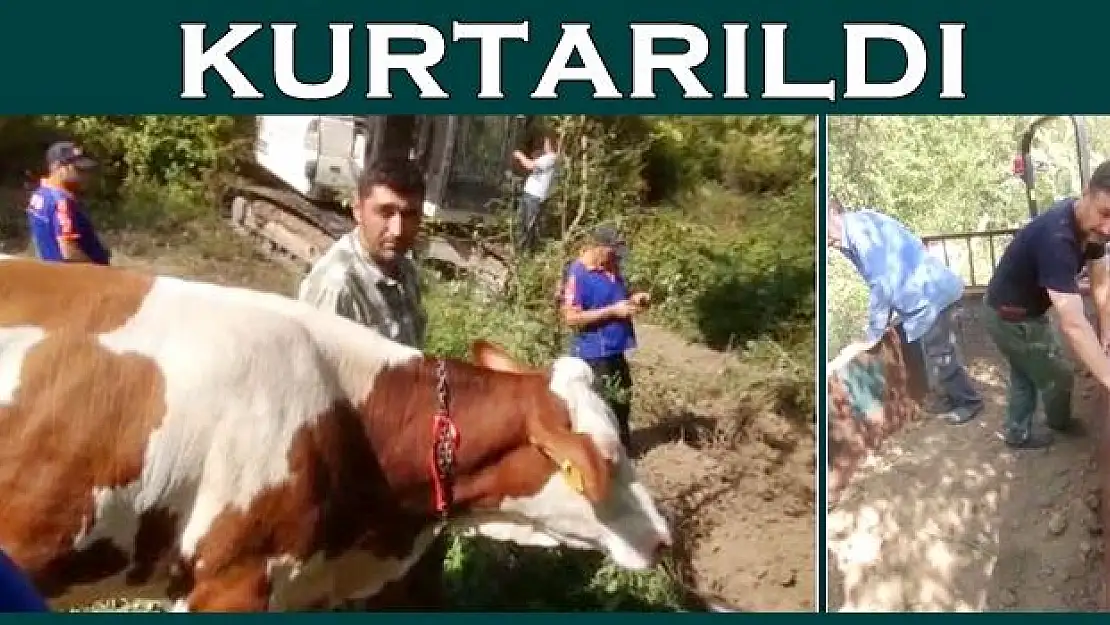 Mahsur kalan inek kurtarıldı