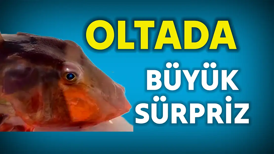Mezgit beklerken büyük sürpriz
