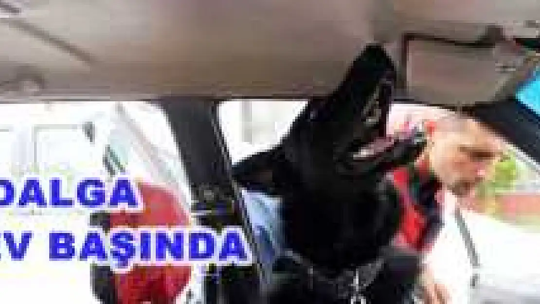 NARKOTİK KÖPEĞİ 'DALGA' İŞE BAŞLADI