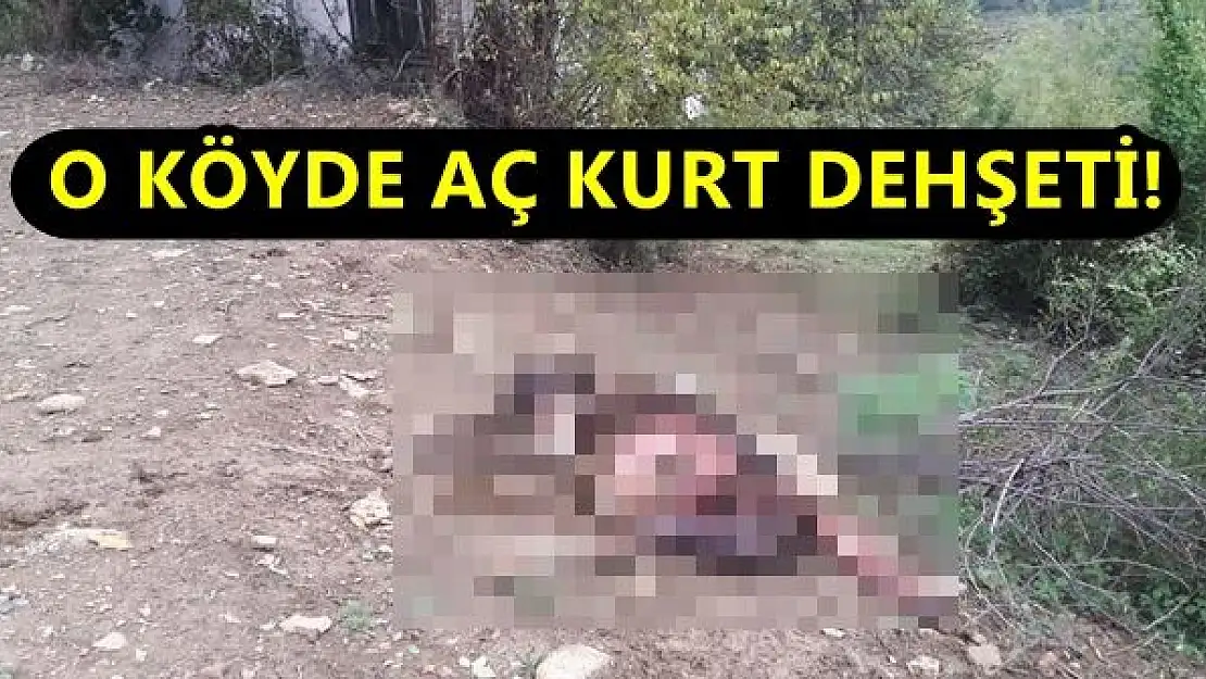 O Köyde Aç kurt Dehşeti