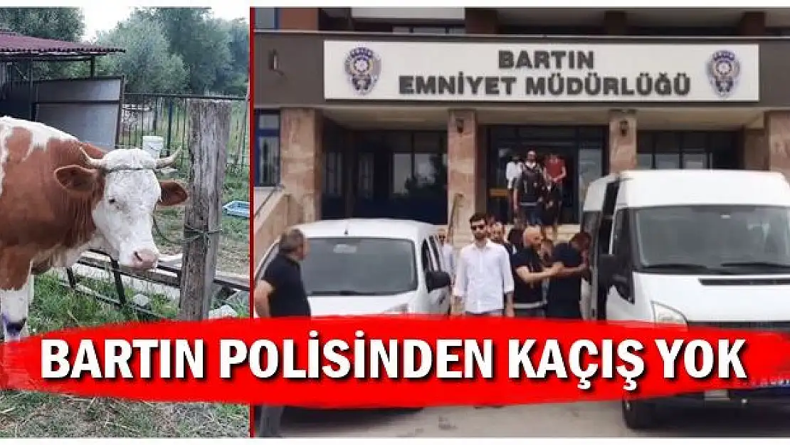 Önce kamyoneti, sonra inekleri çaldılar