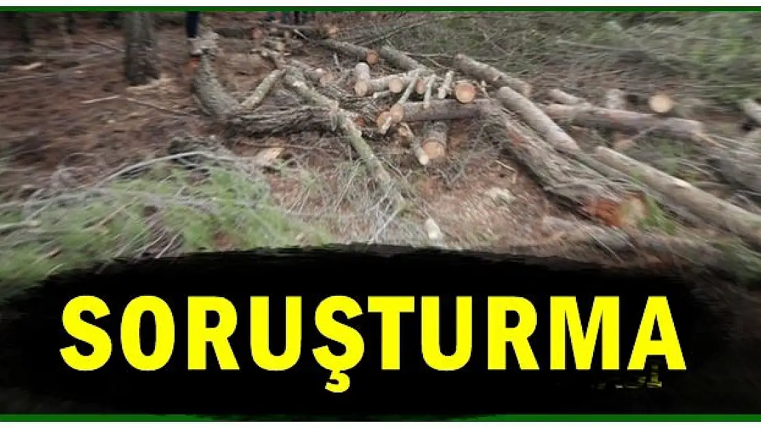 Orman işletmesinde soruşturma