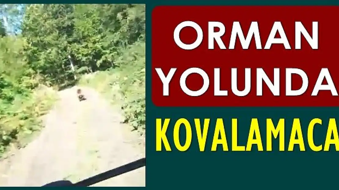 Orman yolunda bir anda önlerine çıktı
