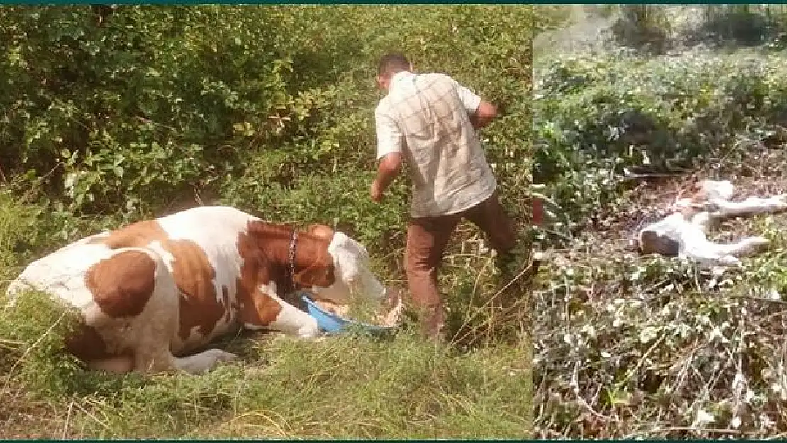Ormanda doğum yapan inek mahsur kaldı