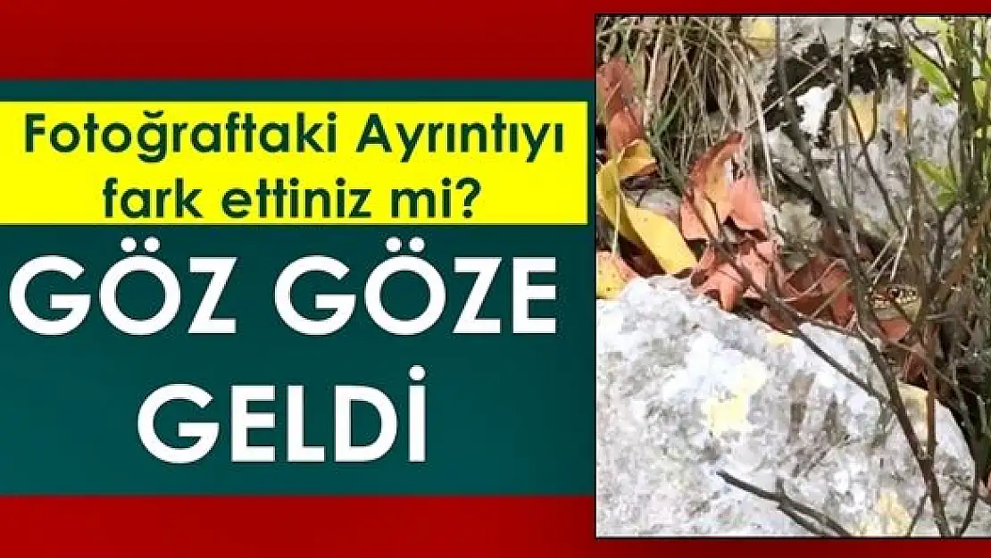 Ormanda göz göze geldi