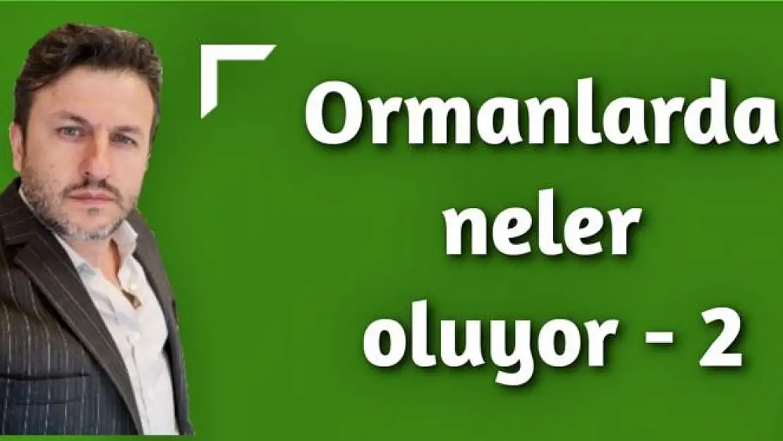 Ormanlarda neler oluyor-2