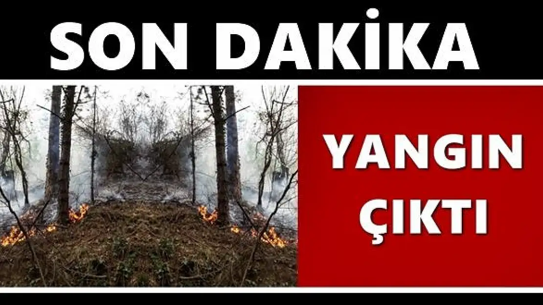 Ormanlık alanda yangın çıktı
