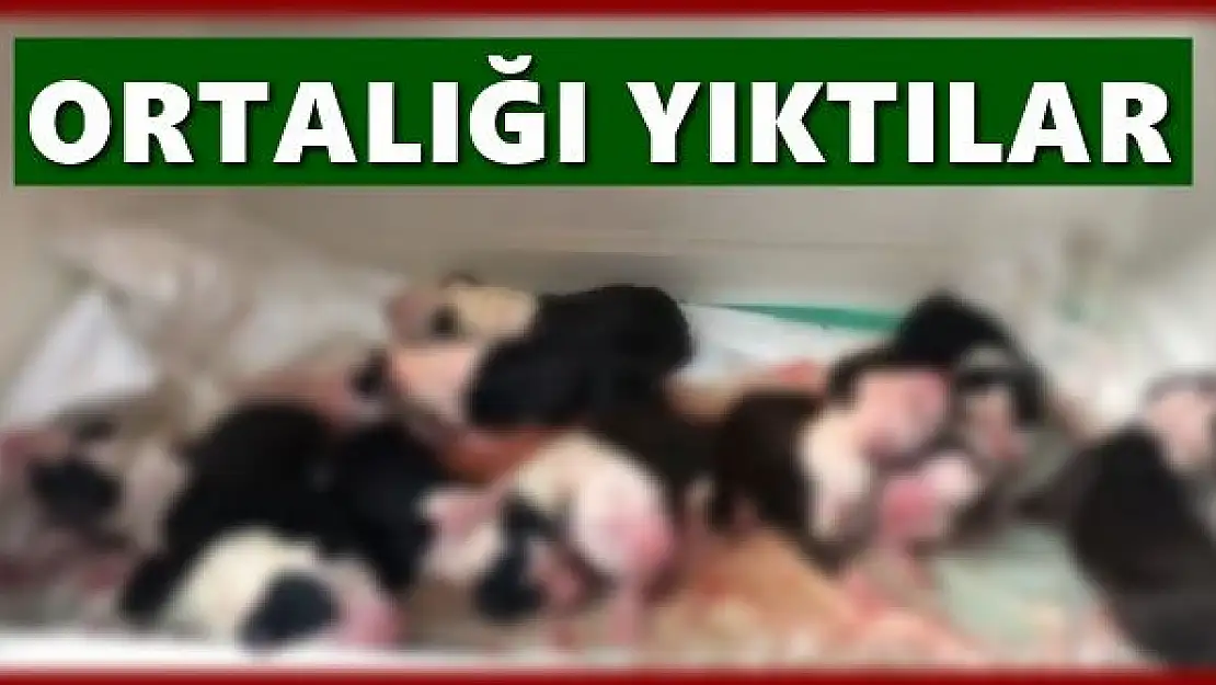 Ortalık sesten yıkıldı