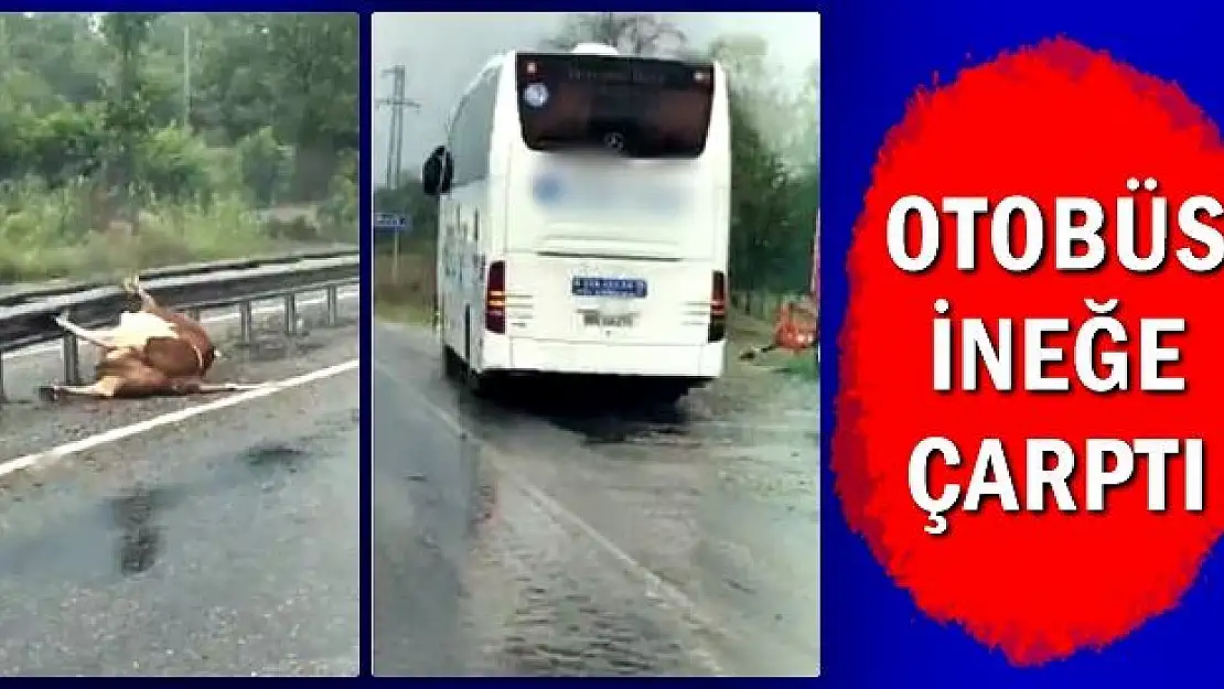 Otobüs önüne çıkan ineğe çarptı