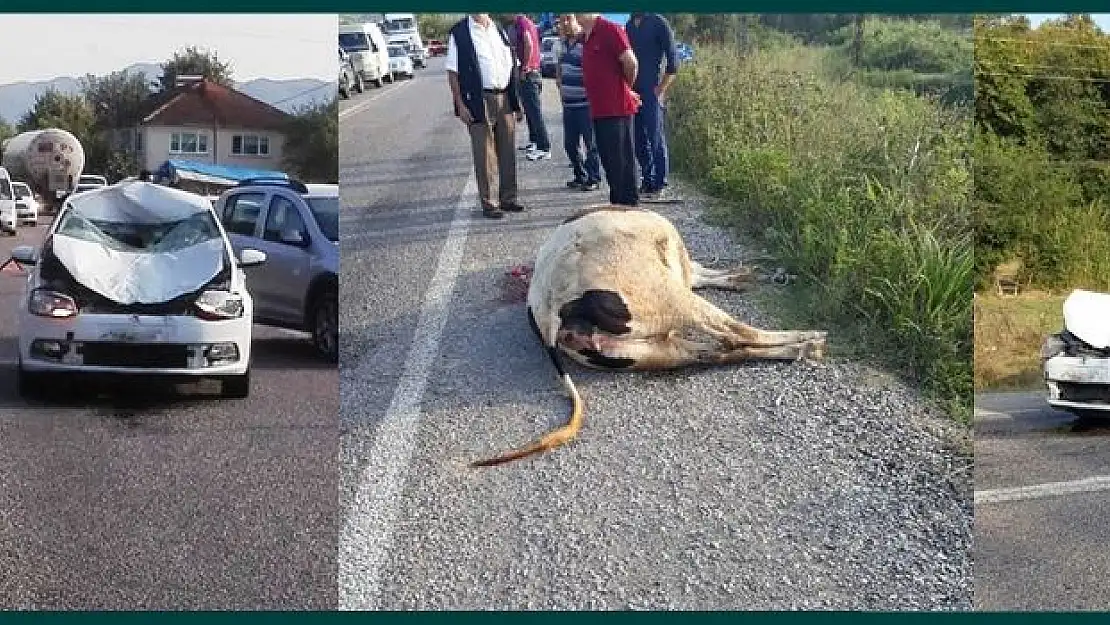 Otomobil ineğe çarptı