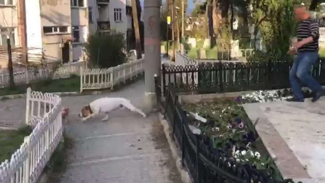 Parkta köpek dehşeti yaşandı