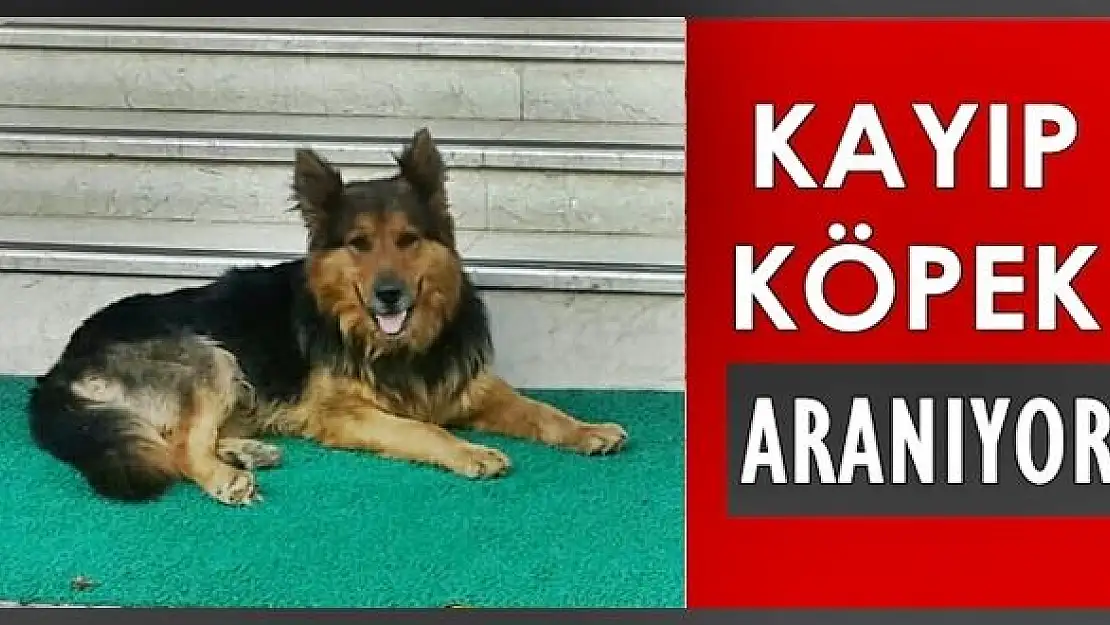 Reks kayboldu, aranıyor!