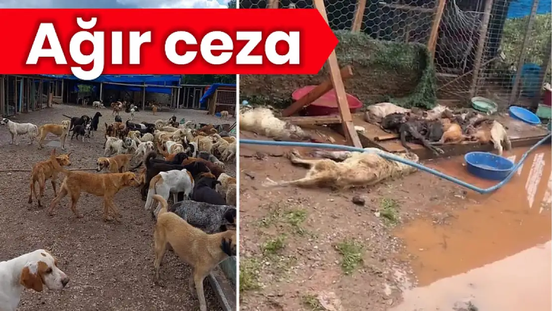 Ruhsatsız barınak sahibine ağır ceza