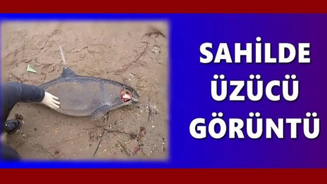 Sahile vurdu, acı gerçek ortaya çıktı