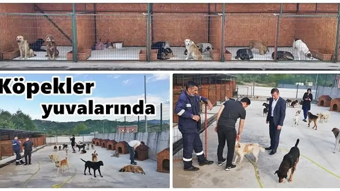 Sahipsiz köpekler yuvalarına kavuştu