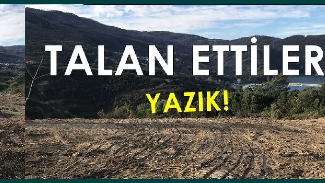 Santral için 139 Zeytin ağacı söküldü