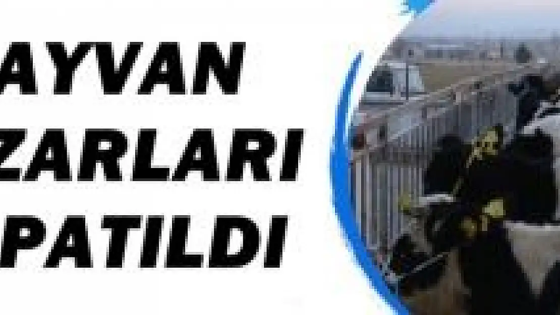 Şap hastalığı Bartın'a da sıçradı