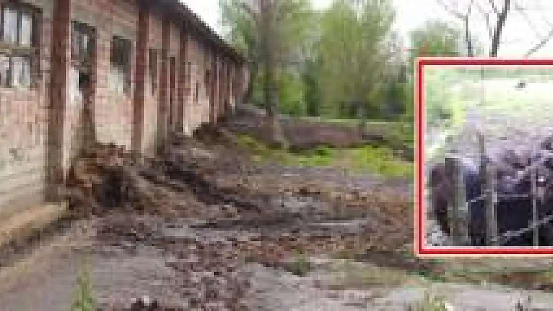 Şehir merkezinde manda yetiştiriciliğine tepki