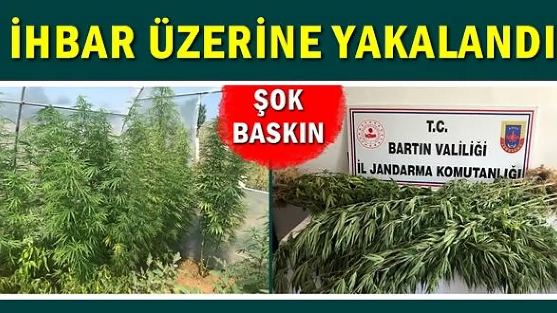 Seradan kenevir çıktı