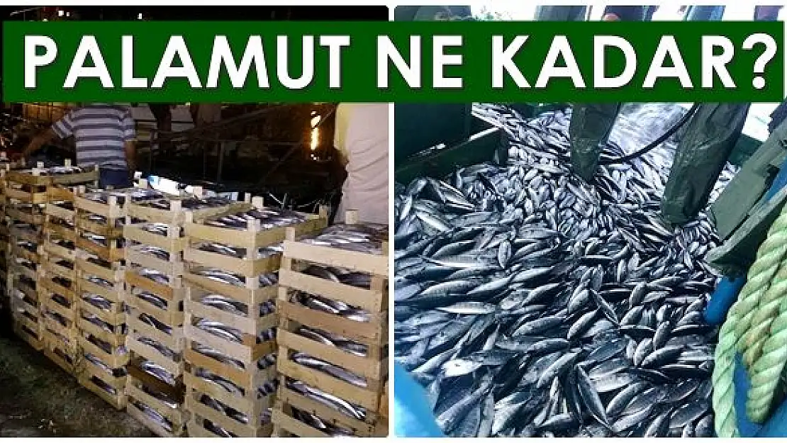 Sezon açıldı, palamut tezgaha düştü! 