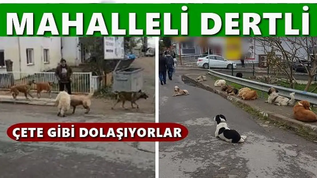 Sürü halinde gezen köpekler korkutuyor