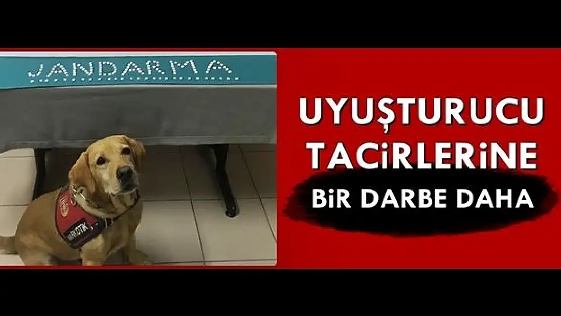 Tam 137 adet yakalandı