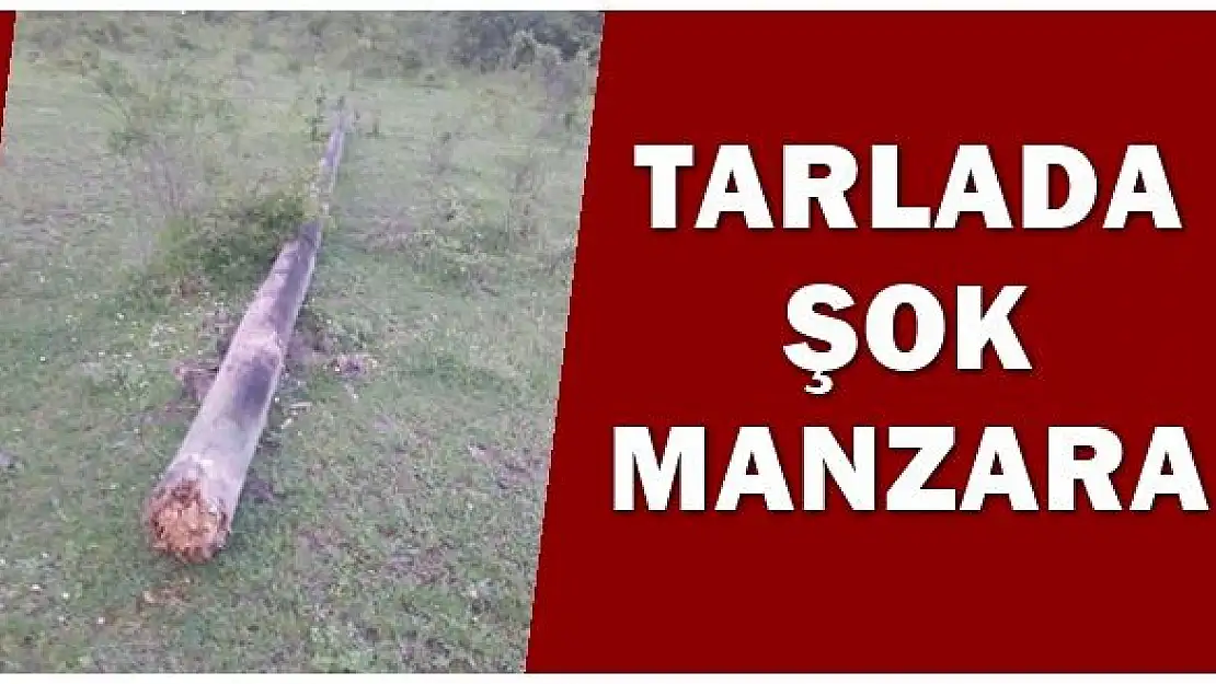 Tarlada şok manzara 