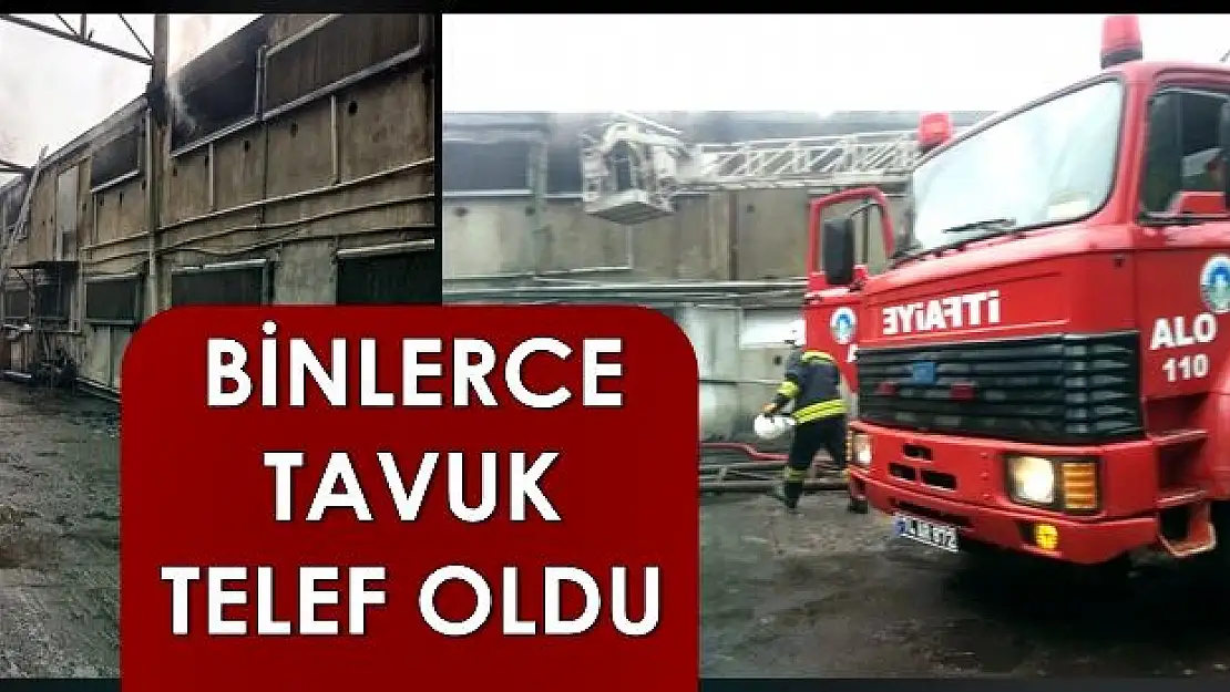 Tavuk çiftliğinde feci yangın